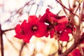 Red cherry blossom flower Royalty Free Stock Photo