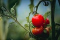 Close up on a red cherry tomato on its plant Royalty Free Stock Photo