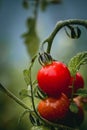 Close up on a red cherry tomato on its plant Royalty Free Stock Photo