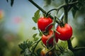 Close up on a red cherry tomato on its plant Royalty Free Stock Photo