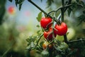 Close up on a red cherry tomato on its plant Royalty Free Stock Photo