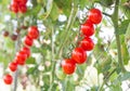 Close up red cherry tomatoes growing in organic farm Royalty Free Stock Photo