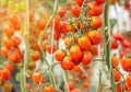 Close up red cherry tomatoes growing in organic farm Royalty Free Stock Photo