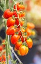 Close up red cherry tomatoes growing in organic farm Royalty Free Stock Photo