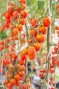 Close up red cherry tomatoes growing in organic farm Royalty Free Stock Photo