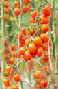 Close up red cherry tomatoes growing in organic farm Royalty Free Stock Photo