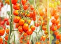 Close up red cherry tomatoes growing in organic farm Royalty Free Stock Photo