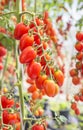 Close up red cherry tomatoes growing in organic farm Royalty Free Stock Photo