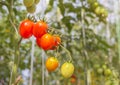 Close up red cherry tomatoes growing in organic farm Royalty Free Stock Photo