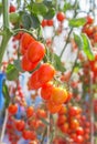 Close up red cherry tomatoes growing in organic farm Royalty Free Stock Photo