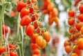 Close up red cherry tomatoes growing in organic farm Royalty Free Stock Photo