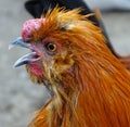 Close up with red chicken, domestic poultry egg