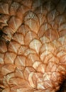 A close-up of red chicken feathers Royalty Free Stock Photo