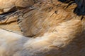 Close up of red chicken feathers Royalty Free Stock Photo