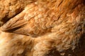 Close up of red chicken feathers Royalty Free Stock Photo