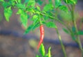 Close up Red chili peppers on the tree in garden Royalty Free Stock Photo