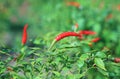 Close up Red chili peppers on the tree in garden Royalty Free Stock Photo