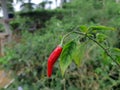 Red chilli - stock photo