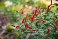 Close up red Chilli peppers on tree in the garden Royalty Free Stock Photo