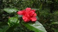 Close up of a red Chinese hibiscus double flower Royalty Free Stock Photo