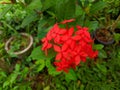 A Close Up Red Chinese Ixora flower in the Garden. Nature Concept Royalty Free Stock Photo