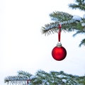 Close-up of red Christmas Bauble Ball hanging on pine tree branches Royalty Free Stock Photo
