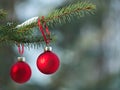 Close-up of red Christmas Baubles Balls hanging on snow covered pine tree branches Royalty Free Stock Photo