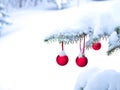 Close-up of red Christmas Baubles Balls hanging on pine tree branches Royalty Free Stock Photo