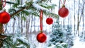 Close-up of red Christmas Baubles Balls hanging on snow covered pine tree branches outside Royalty Free Stock Photo