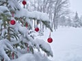 Close-up of red Christmas Baubles Balls hanging on snow covered pine tree branches outside Royalty Free Stock Photo