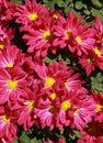 Close-up of red Chrysanthemum flowers Royalty Free Stock Photo