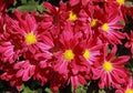 Close-up of red Chrysanthemum flowers Royalty Free Stock Photo