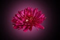 Close-up of red chrysanthemums with water drops on a dark background Royalty Free Stock Photo