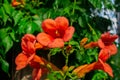 Close up of red climber flower campsis also known as trumpet creeper and trumpet vine flower. Horizontal stock image Royalty Free Stock Photo