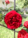 Close up red climbing rose on forged fence in summer garden on a sunny day Royalty Free Stock Photo