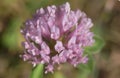 Close-up of the red clover blossom. Trifolium pratense Royalty Free Stock Photo