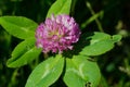 Red Clover - Trifolium pratense Royalty Free Stock Photo