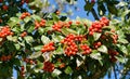 Close-up of red clusters berry of Lavalle Hawthorn Tree Crataegus x lavallei Carrierei Thorn or May-Tree in city park Krasnodar. Royalty Free Stock Photo