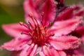 Close-up red cobweb house-leek flower head with stamens und petals Royalty Free Stock Photo