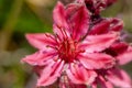 Close-up red cobweb house-leek flower head with stamens und petals Royalty Free Stock Photo