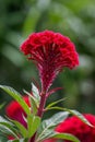 Close up of red cockscomb,Generative AI Royalty Free Stock Photo