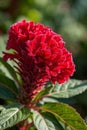 Close up of red cockscomb,Generative AI Royalty Free Stock Photo