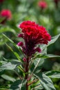 Close up of red cockscomb,Generative AI Royalty Free Stock Photo
