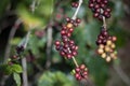 Close up red coffee cherry seed on tree branch Royalty Free Stock Photo