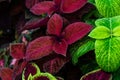 Close up of a red coleus solenostemon hybrida leaves background in a garden