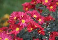 Close up of the red color of Cascade Mum Cloud Form \'Firechief\' flowers