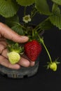 Red color, fresh ripe strawberries in black plant pot on black background, hand touching. Royalty Free Stock Photo