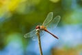Closeup of a red male Ruddy darter Sympetrum sanguineum resting in sunlight in a meadow Royalty Free Stock Photo