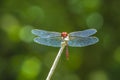 Closeup of a red male Ruddy darter Sympetrum sanguineum resting in sunlight in a meadow Royalty Free Stock Photo