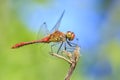 Closeup of a male red colored Ruddy darter Sympetrum sanguineum Royalty Free Stock Photo